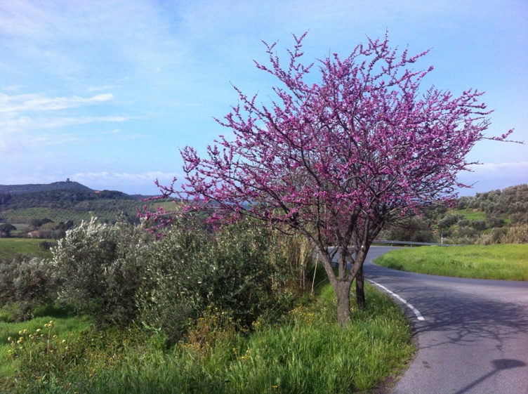 Springtime in Castagneto C.cci